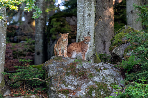 Lynx hanging around in the Bayerischer Wald National Park, Bayern, Germany