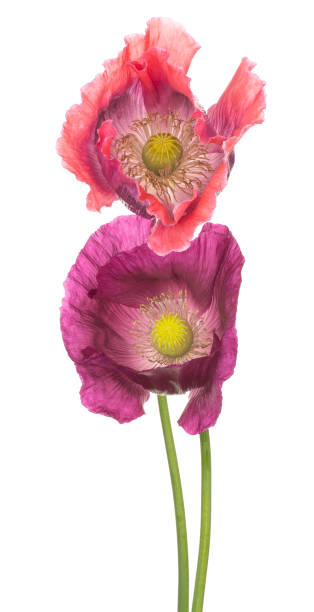 poppy flower isolated - oriental poppy poppy close up purple imagens e fotografias de stock