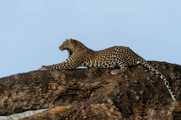 istock Leopard in a tree in Mashatu Game Reserve 1475078266