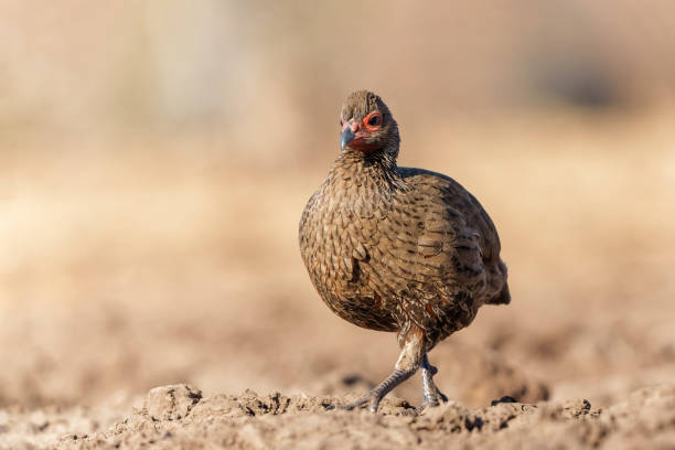 spurfowl di swainson o francolin nella riserva di caccia di mashatu - mashatu game reserve foto e immagini stock