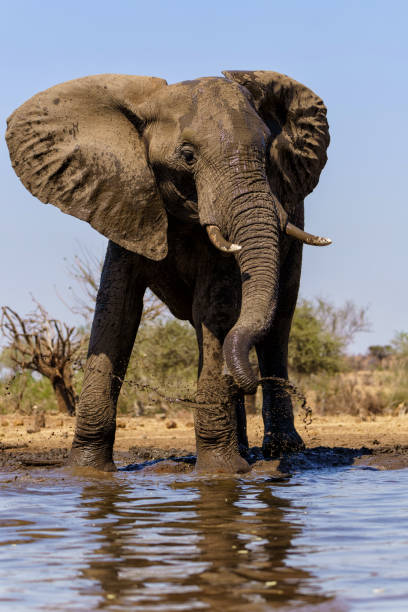 istock Elephants in Mashatu Game Reserve 1475079151