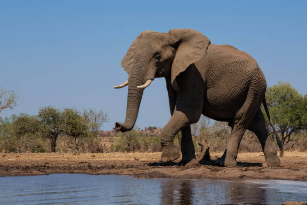 Elephants in Mashatu Game Reserve stock photo