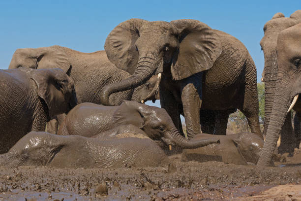 istock Elephants in Mashatu Game Reserve 1475079269