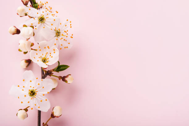 istock Spring Cherry Blossom. Abstract background of macro cherry blossom tree branch on pink background. Happy Passover background. Spring womens day concept. Easter, Birthday, womens or mothers holiday. 1475079585