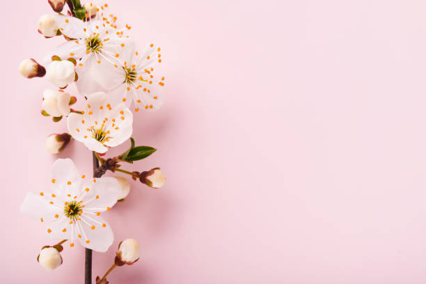 весеннее цветение сакуры. абстрактный фон ветви макровишневого дерева на розовом фоне. счастливый фон песаха. концепция весеннего женског� - cherry blossom spring day sakura стоковые фото и изображения