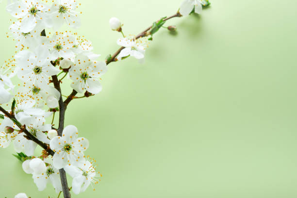 istock Spring Cherry Blossom. Abstract background of macro cherry blossom tree branch on green background. Happy Passover background. Spring womens day concept. Easter, Birthday, womens or mothers holiday. 1475079741