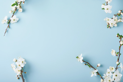 Spring Cherry Blossom. Abstract background of macro cherry blossom tree branch on blue background. Happy Passover background. Spring womens day concept. Easter, Birthday, womens or mothers holiday.
