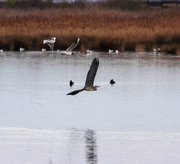istock A stunning image of a Heron bird in flight 1475079893