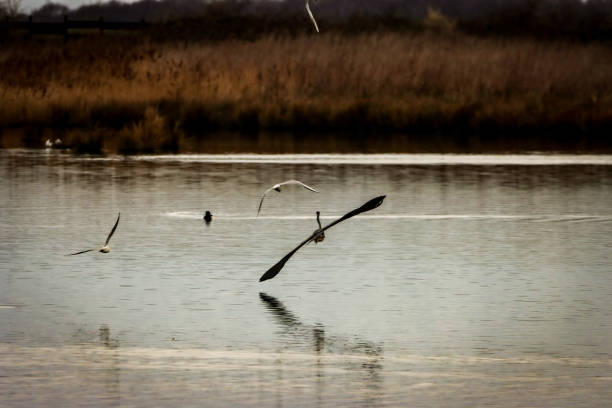 A stunning image of a Heron bird in flight. The bird is flying over a lake at a nature reserve.