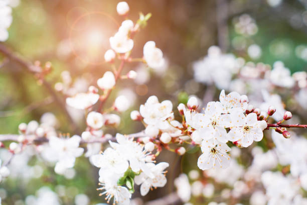 istock Spring Cherry Blossom. Abstract background of macro cherry blossom tree branch. Happy Passover background. Spring womens day concept. Easter, Birthday, womens or mothers holiday. Selective focus. 1475081217