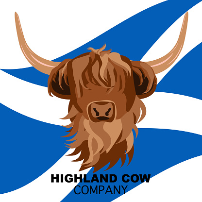 Portrait of Highland cattle, cow. Cute head of Scottish cattle with Scottish flag isolated on white background. Vector illustration.