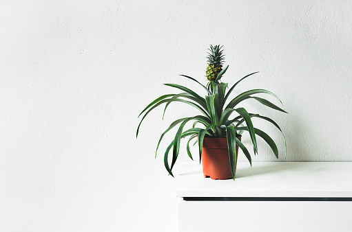 Ficus Alii, potted plant with long, narrow leaves, is related to the Ficus Benjamina. Isolated on a white background.