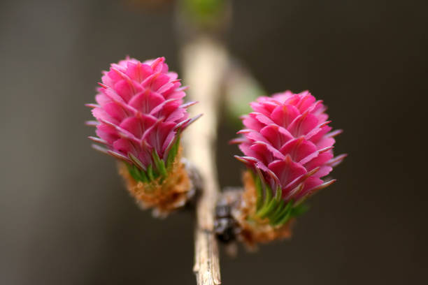 Larch flower Spring flowering of larch trees larch tree stock pictures, royalty-free photos & images