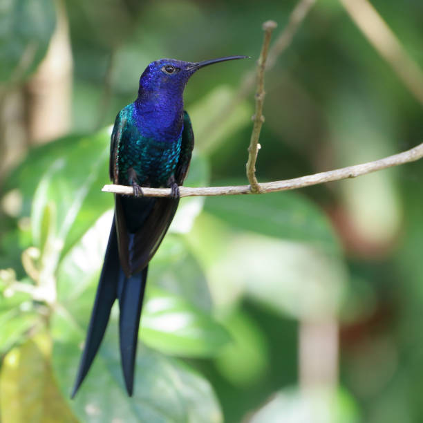 istock Swallow-tailed Hummingbird (Eupetomena macroura) perched on a branch. square photo 1475084514