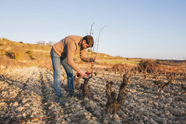 Young farmer pruning in a Rioja Alavesa vineyard. stock photo