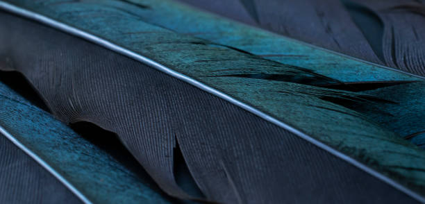 istock bird magpies feather, blue background 1475084988