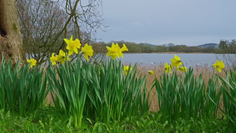 Low angle view of bright yellow daffodils