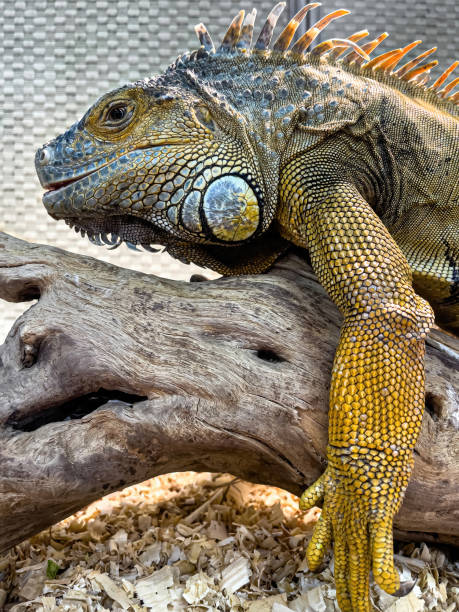 istock Texture beautiful iguana close up, exotic animal. 1475091573