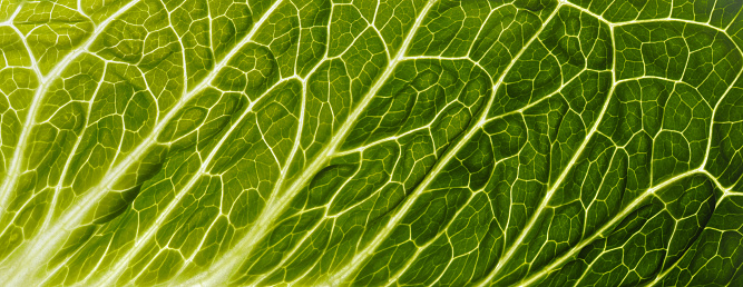 Backlit close up of the surface of a green leaf texture showing detailed veins. Nature or environmental background.