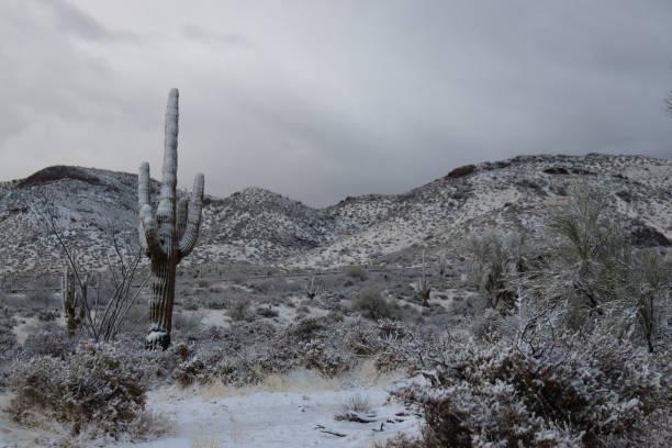 istock Snow In The Sonoran Desert 1475091658