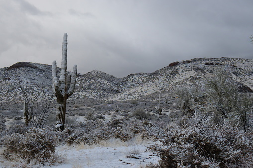 A fresh dusting of snow covering the Sonoran Desert just outside of Phoenix, Arizona.
