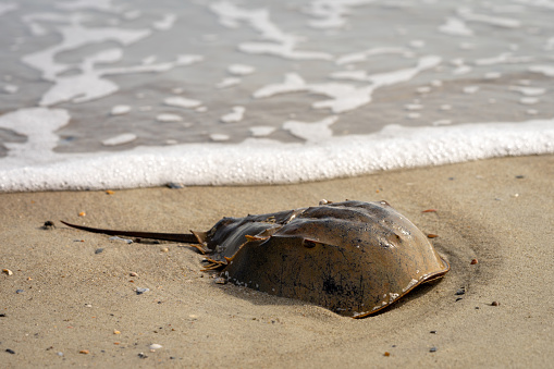 In focus a horseshoe crab on the beach in the Atlantic ocean. Sea foam on background in soft focus