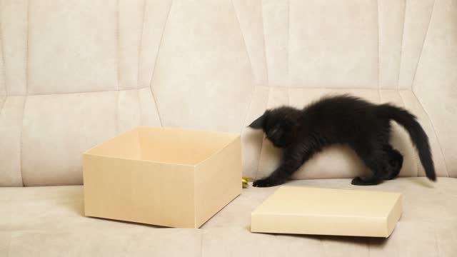 Funny little black kitten maine coon plays with a box and bow, jumps and jumps out of a cardboard box