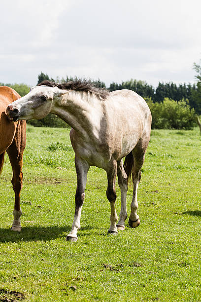 Roendo cavalo - foto de acervo