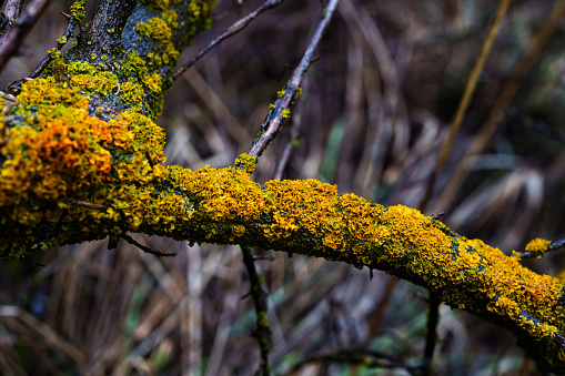 Lichen Covered Wet Branch - Colorful vibrant symbiotic growth on tree branch indicating high air quality.