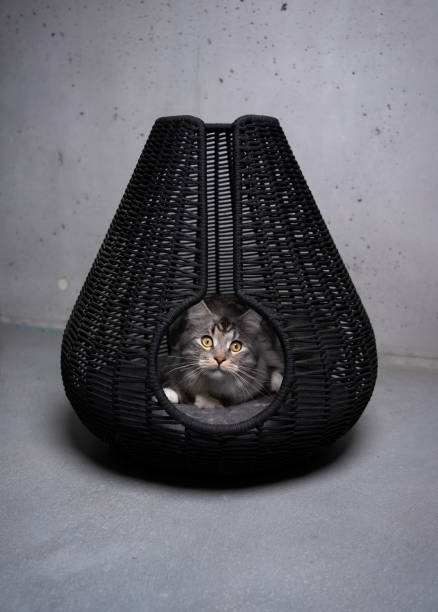 istock cat resting inside of modern basket 1475094863