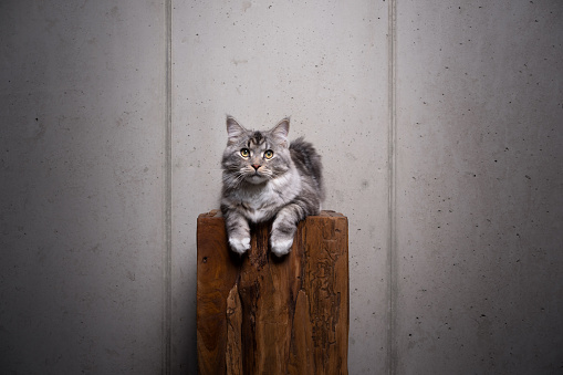 curious silver tabby maine coon cat resting on top of wooden podium lying on front looking at camera. gray concrete background with copy space