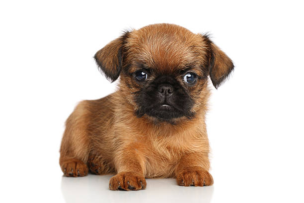 Brussels griffon puppy Griffon Bruxellois puppy on a white background brussels griffon dog lying down stock pictures, royalty-free photos & images