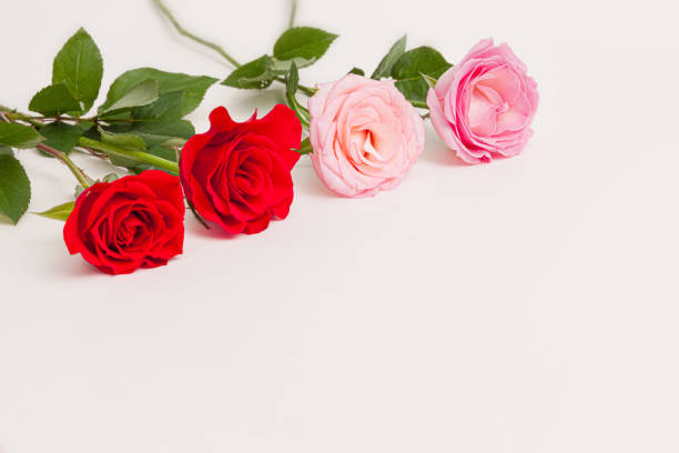 istock Blooming pink red rose flower isolated on white background 1475096042