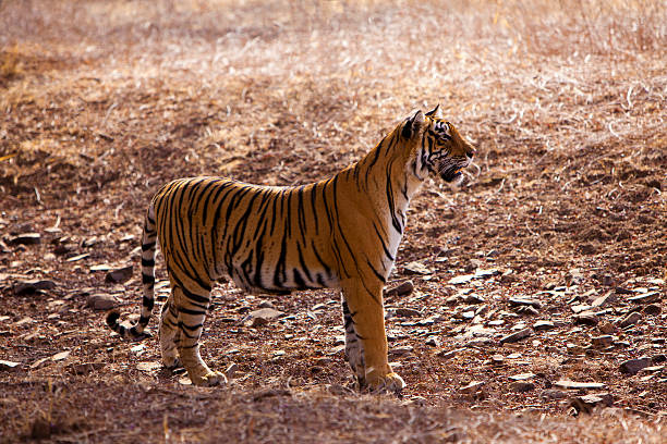 istock Side profile of a female tigress 147509623