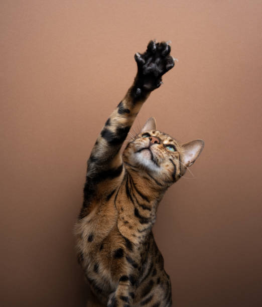 istock Bengal cat playing raising its paw 1475096791