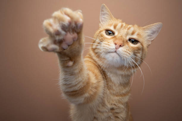 istock Playful ginger cat  raising paw, reaching for camera 1475097033