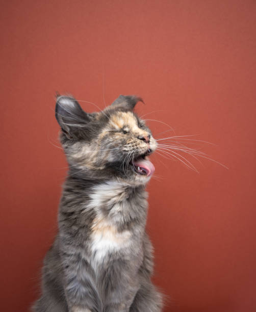 istock Funny disgusted cat shaking head 1475097146