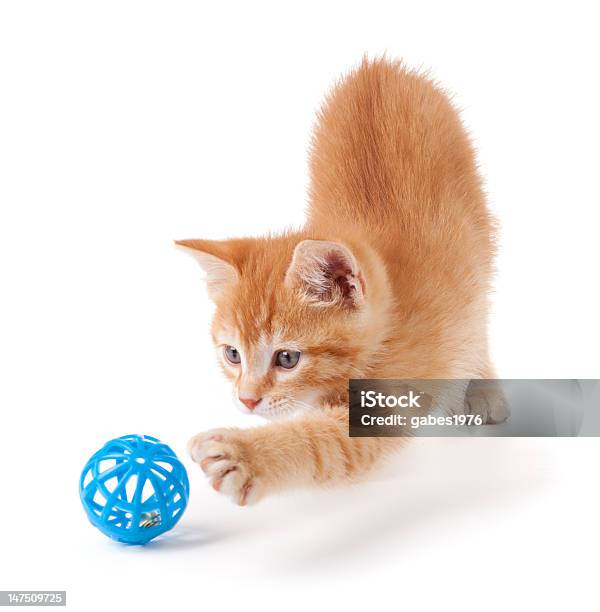 Cute Orange Kitten Playing On A White Background Stock Photo - Download Image Now - Domestic Cat, Playful, Playing