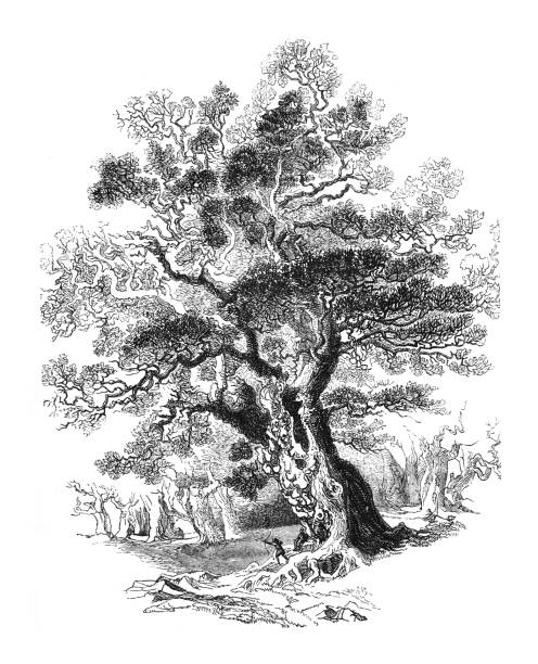 Old oak tree - Vintage engraved illustration Vintage engraved illustration isolated on white background - Old oak tree old oak tree stock illustrations