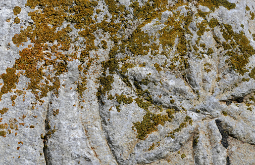 lichens on a historical stone