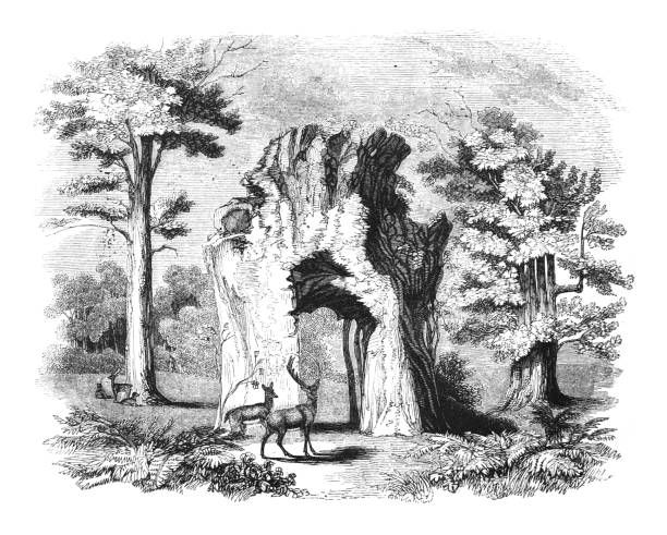 Oaks in Welbeck park nestled within Sherwood Forest in Nottinghamshire (England) - Vintage engraved illustration Vintage engraved illustration isolated on white background - Oaks in Welbeck park nestled within Sherwood Forest in Nottinghamshire (England) sherwood forest illustrations stock illustrations