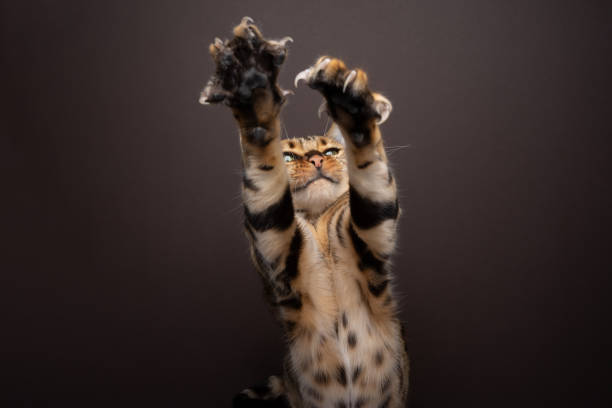 istock Bengal Cat playing reaching up, raising both paws with extended claws 1475097833