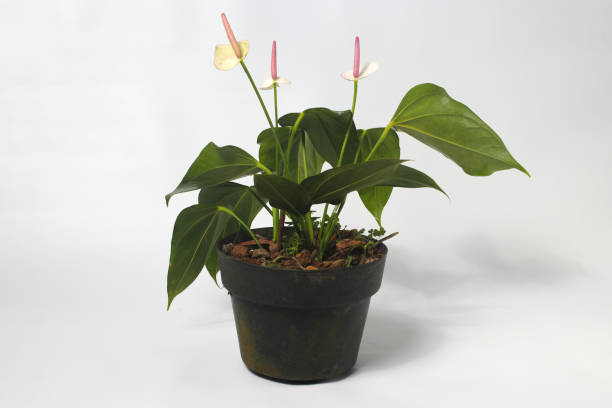 istock Anthurium houseplant on white background 1475097955