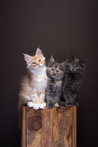 Three different colored Maine coon kittens, standing side-by-side on wooden pillar. Portrait on brown background with copy space