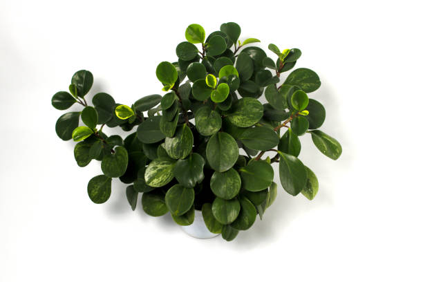 istock Peperomia plant on white pot isolated on white background. 1475098102