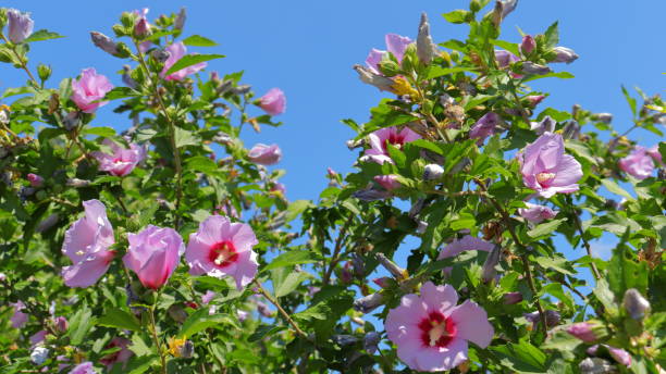 シャロンのバラ(ハイビスカスシリアカス)顕花植物が咲く - abloom ストックフォトと画像