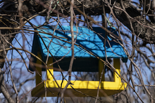 A birdhouse painted in the colors of the flag of Ukraine hangs on a tree in the parks of a city in Ukraine