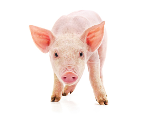 Little pink pig isolated on white background.