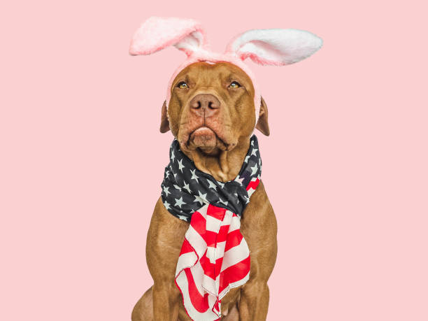cute puppy, bunny ears and american flag - 13584 imagens e fotografias de stock