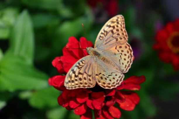 istock Cardinal butterfly (Argynnis pandora) with spread wings and red Zinnia 1475100589